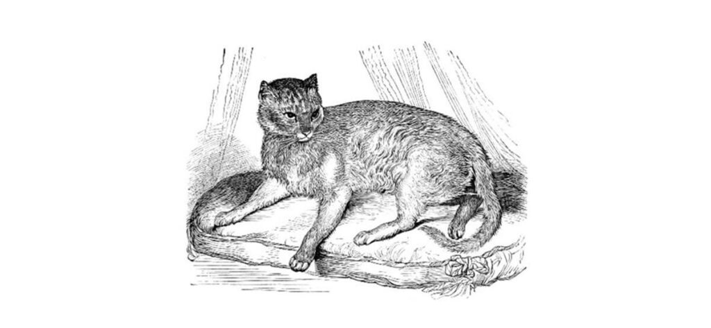 Zula – katten som kom från kriget